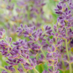 Acetato Di Linalile Isolato Naturale (Me.Be)