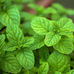 Menta Bergamotto Olio Essenziale WILD CRAFTED