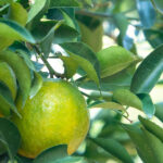 Bergamot Terpenes