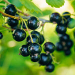 Ribes Nero Blend Naturale
