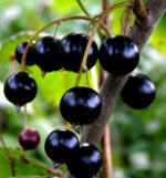 Ribes Nero Blend Naturale - immagine 2