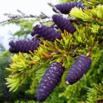 Black Spruce Essential Oil