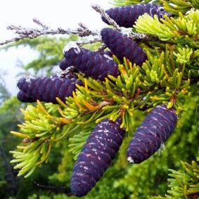 Black Spruce Essential Oil