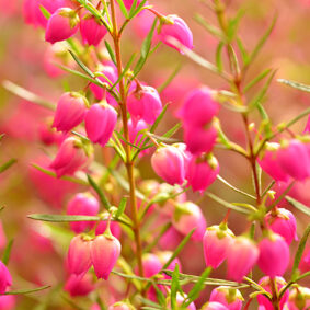 Boronia absolute