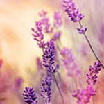 Lavender Absolute Bulgarian