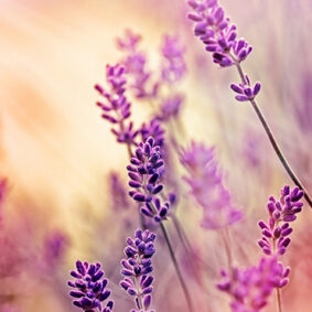 Lavender Absolute Bulgarian
