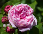 Rose Absolute