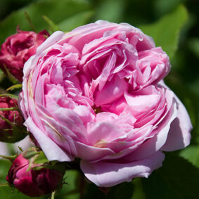 Rose Absolute
