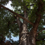 Legno di Cabreuva Olio Essenziale (invecchiato 5 anni)