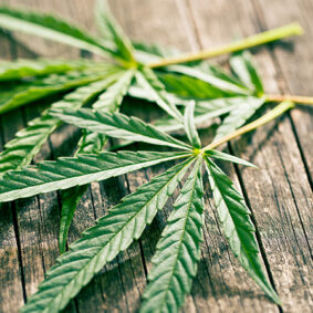 Hemp Essential Oil