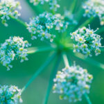 carrot seed essential oil