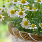 Chamomile Absolute