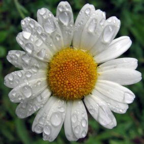 Chamomile Roman