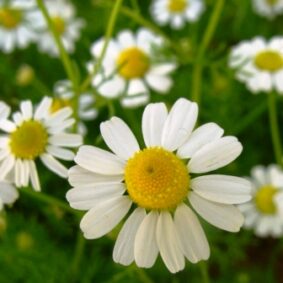 Chamomile Blue CO2 (TOTAL)