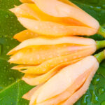 champaca red absolute