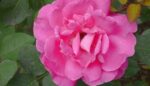 Chinese Rose Flower Abs - immagine 2