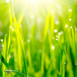 cis-3-hexanol-natural-isolate