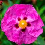 Cisto Olio Essenziale (ROCK ROSE)