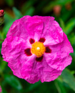 Cisto Olio Essenziale (ROCK ROSE)