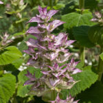 Clary Sage Essential Oil