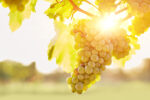 Cognac Verde Olio Essenziale Signature Gold - immagine 3