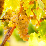 Cognac Bianco Extra Olio Essenziale