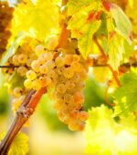 Cognac Bianco Extra Olio Essenziale