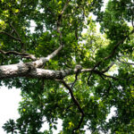 Copaiba Olio Essenziale