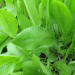 costmary essential oil