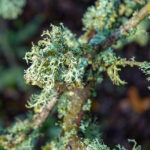 Muschio Di Quercia Assoluta Signature 20%