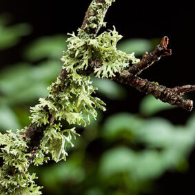 Cedarmoss Absolute