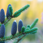 Fir Balsam Absolute Signature