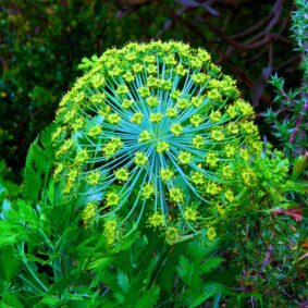 Galbanum