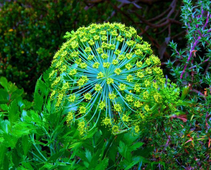 Galbanum