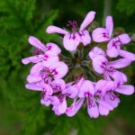 Geranium Absolute