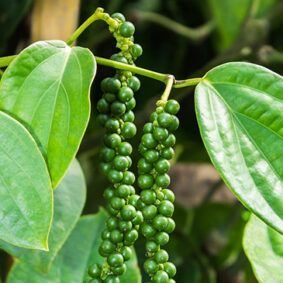 Green Pepper Essential Oil