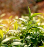 Green Tea Absolute