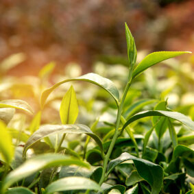 Green Tea Absolute