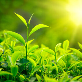 Green Tea CO2