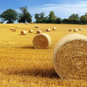 Hay Absolute