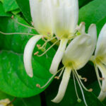 Caprifoglio Assoluta