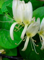Caprifoglio Assoluta