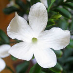 Indolo 1% Isolato Naturale