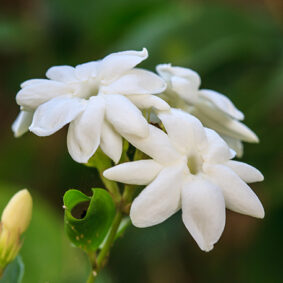 Jasmine CO2