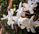 Jasmine Polyanthum Extrait from Enfleurage