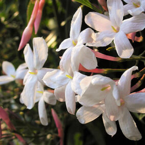 Jasmine Polyanthum Extrait from Enfleurage