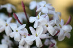 Jasmine Polyanthum Extrait from Enfleurage