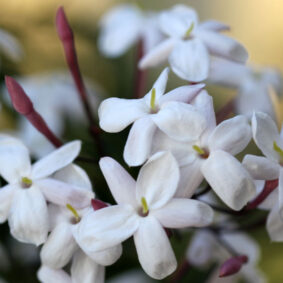 Jasmine Polyanthum Extrait from Enfleurage