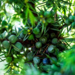 Bacche Di Ginepro Estratto CO2 (Select)