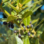 laurel-leaf-absolute